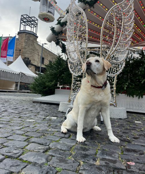 PHOTO-2023-11-20-12-06-39